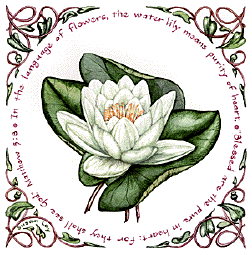 Water Lily: Purity of Heart